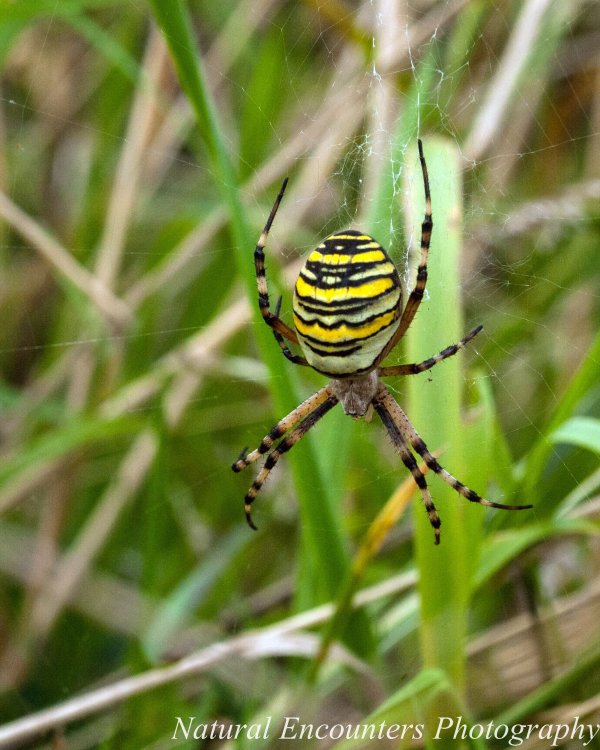 Wasp Spider
