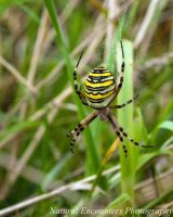 Wasp Spider