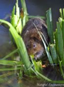 Water Vole