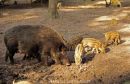 Wild Boar
