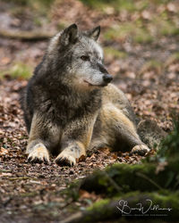 Male Grey Wolf