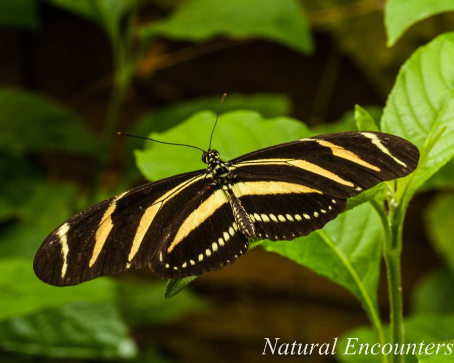 Zebra Longwing
