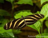 Zebra Longwing