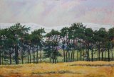 Pines at Tebay, Cumbria