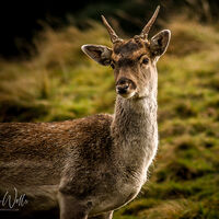 Yorkshire Wildlife Park