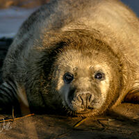 Seal Pup at Donna Knook