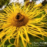 At Hardwick Hall Gardens Derbyshire 2015