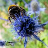 At Hardwick Hall Gardens Derbyshire 2015