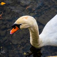 Clumber Park