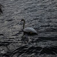 Clumber Park