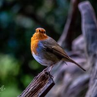 Clumber Park