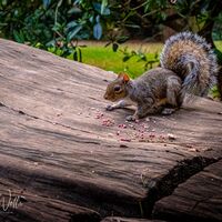 Clumber Park