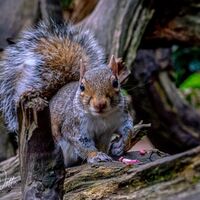 Clumber Park