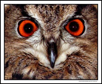 Owl Eyes