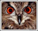Owl Eyes