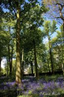 Brodsworth hall