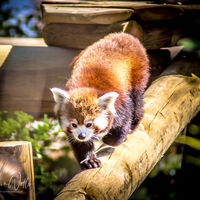 Yorkshire Wildlife Park