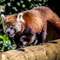 Yorkshire Wildlife Park