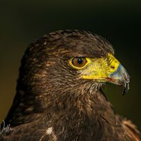 Harris Hawk