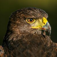 Harris Hawk