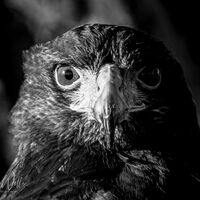 Harris Hawk