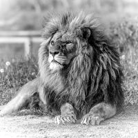 Lion at Yorkshire Wildlife Park