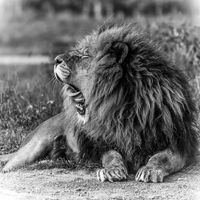 Lion at Yorkshire Wildlife Park
