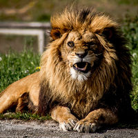 Lion at Yorkshire Wildlife Park