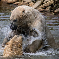 Polar Bears at Yorkshire Wildlife Park