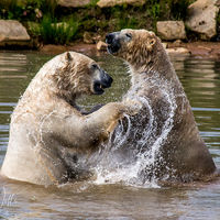 Polar Bears at Yorkshire Wildlife Park