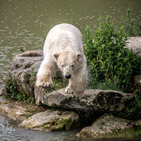 Polar Bears at Yorkshire Wildlife Park