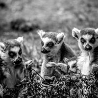 Lemurs at Yorkshire Wildlife Park