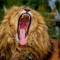 Yorkshire Wildlife Park