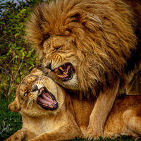 Yorkshire Wildlife Park