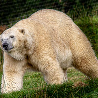 Yorkshire Wildlife Park