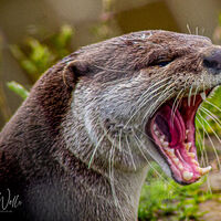 Yorkshire Wildlife Park