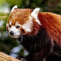 Yorkshire Wildlife Park