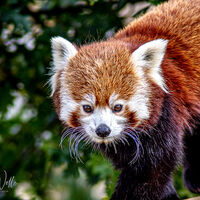 Yorkshire Wildlife Park