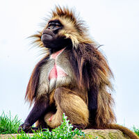 Yorkshire Wildlife Park