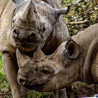 Yorkshire Wildlife Park