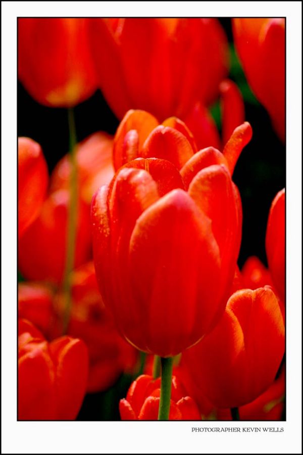 Tulips