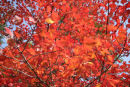 Autumn tree in Tremblant National Park, Quebec