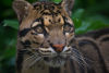 Clouded Leopard