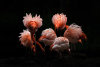 Pink Flamingos