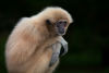 Gibbon