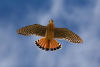 Kestrel