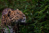Amur Leopard