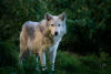 European Wolf