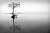 Loch Lomond Tree