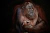 Orangutan